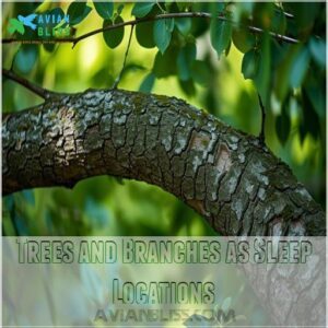 Trees and Branches as Sleep Locations