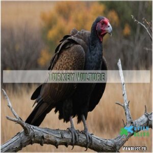 Turkey Vulture