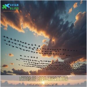 Types of Bird Migration