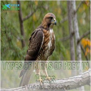 Types of Birds of Prey in Texas