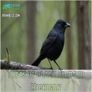 Types of Black Birds in Michigan