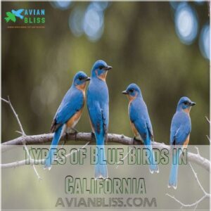 Types of Blue Birds in California