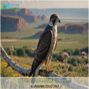 Types of Falcons in Texas