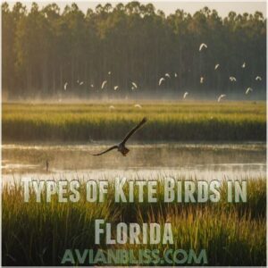 Types of Kite Birds in Florida