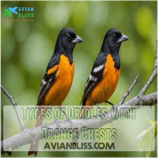 Types of Orioles With Orange Chests