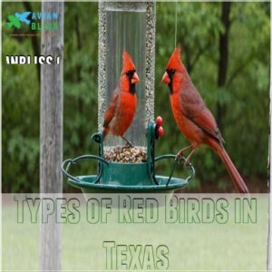 Types of Red Birds in Texas