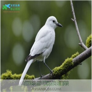 Types of White Birds