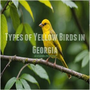 Types of Yellow Birds in Georgia