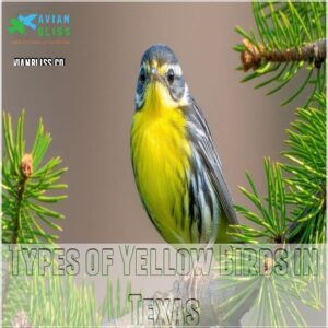 Types of Yellow Birds in Texas