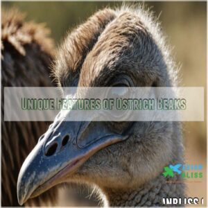 Unique Features of Ostrich Beaks