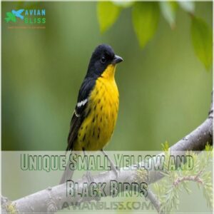 Unique Small Yellow and Black Birds