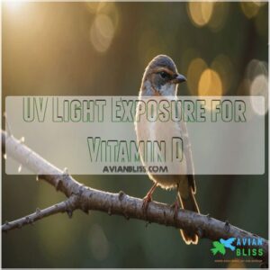 UV Light Exposure for Vitamin D