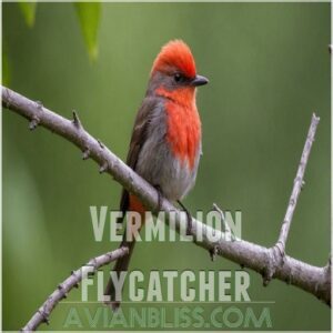 Vermilion Flycatcher