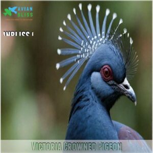 Victoria Crowned Pigeon