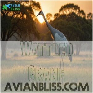 Wattled Crane