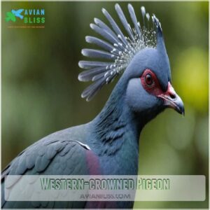 Western-crowned Pigeon