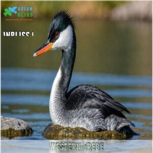 Western Grebe