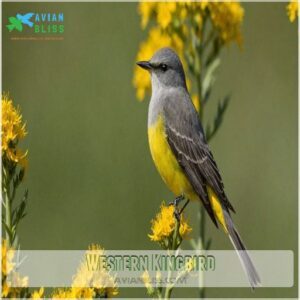 Western Kingbird