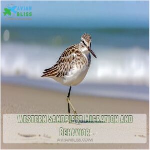 Western Sandpiper Migration and Behavior