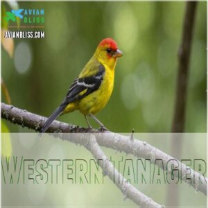 Western Tanager