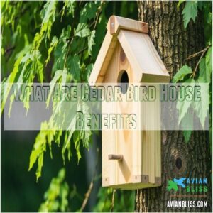 What Are Cedar Bird House Benefits