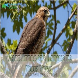 What Attracts Hawks to Your Yard