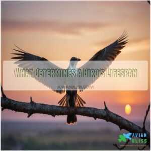 What Determines a Bird