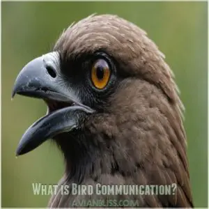 What is Bird Communication