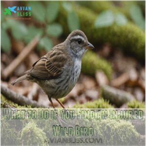 What to Do if You Find an Injured Wild Bird