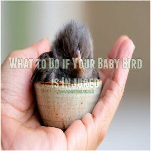 What to Do if Your Baby Bird is Injured