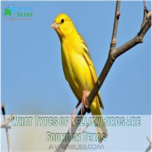 What Types of Yellow Birds Are Found in Texas