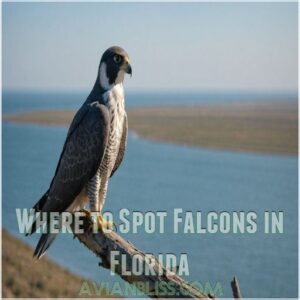 Where to Spot Falcons in Florida