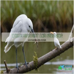 White Bird Diet and Foraging