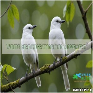 White Bird Migration and Movement