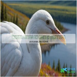 White Birds in North America