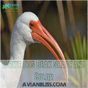 White Ibis Beak Shape and Color