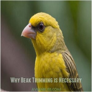 Why Beak Trimming is Necessary