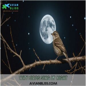 Why Birds Sing at Night