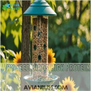 Why Feed Birds High Protein Food