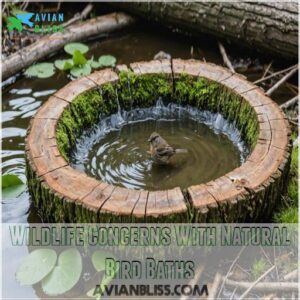 Wildlife Concerns With Natural Bird Baths