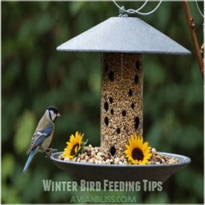 Winter Bird Feeding Tips