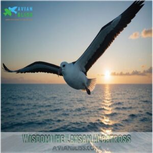 Wisdom The Laysan Albatross