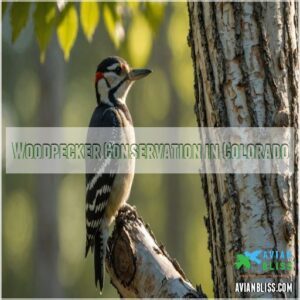 Woodpecker Conservation in Colorado