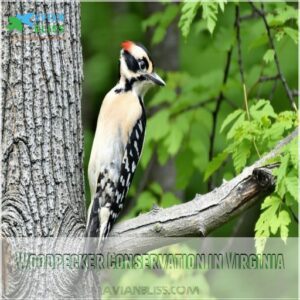 Woodpecker Conservation in Virginia