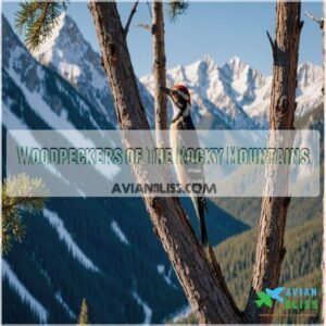 Woodpeckers of The Rocky Mountains