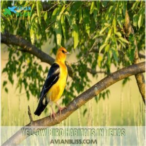 Yellow Bird Habitats in Texas