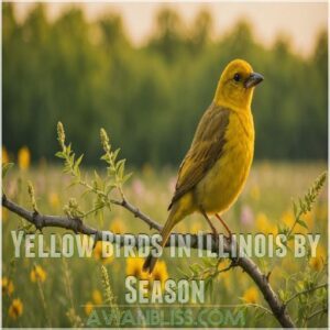 Yellow Birds in Illinois by Season