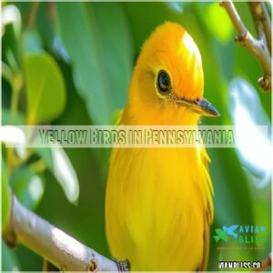 Yellow Birds in Pennsylvania