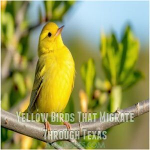 Yellow Birds That Migrate Through Texas