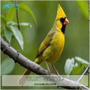 Yellow Cardinals